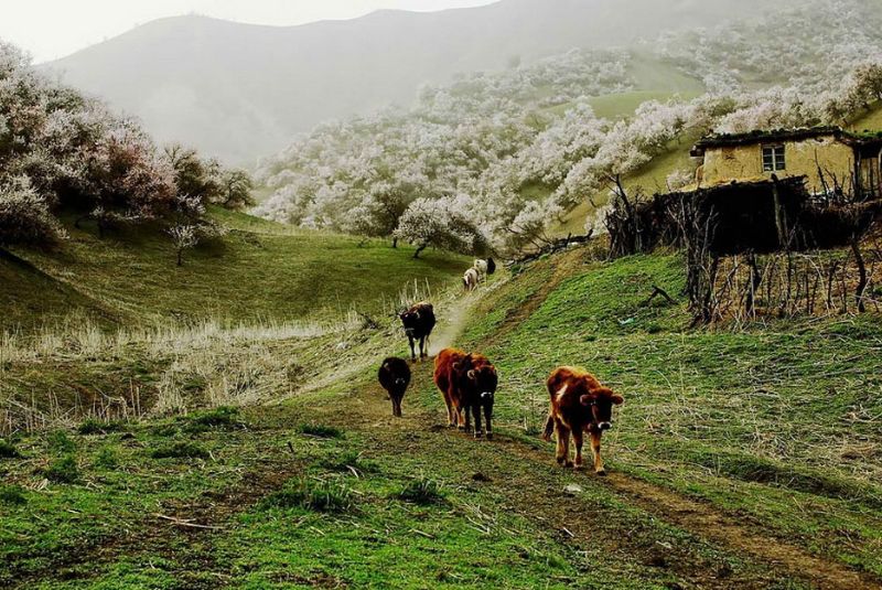 CUNG ĐƯỜNG BẮC TÂN CƯƠNG MÙA HÈ: URUMQI – KANAS – HEMU – YINING 8N7D BAY CHINA SOUTHERN