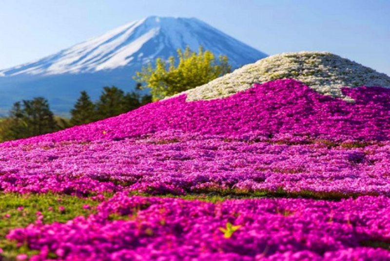 HÀ NỘI- OSAKA –KOBE–NAGOYA- KYOTO – NÚI PHÚ SĨ – TOKYO 6N5D BAY VIETJET AIR